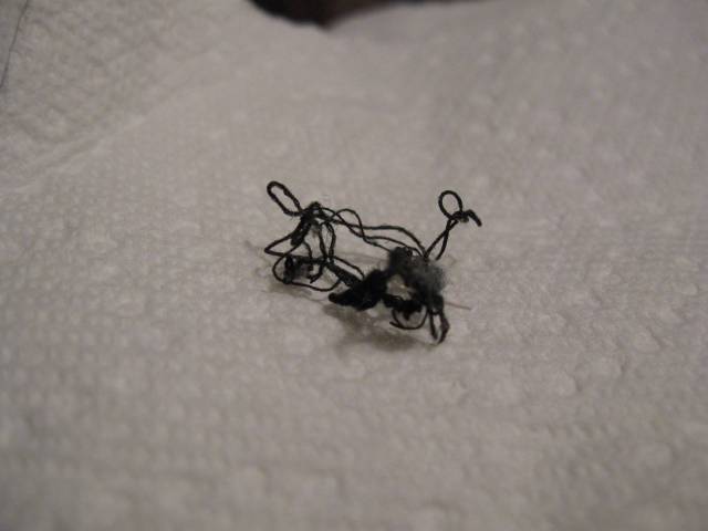 My wife moved my pillow while making the bed and this crawled about six inches invoking a scream, she quickly grabbed her slipper and killed it, then put on her reading glasses, grabbed a napkin and got a good look at the spider.
