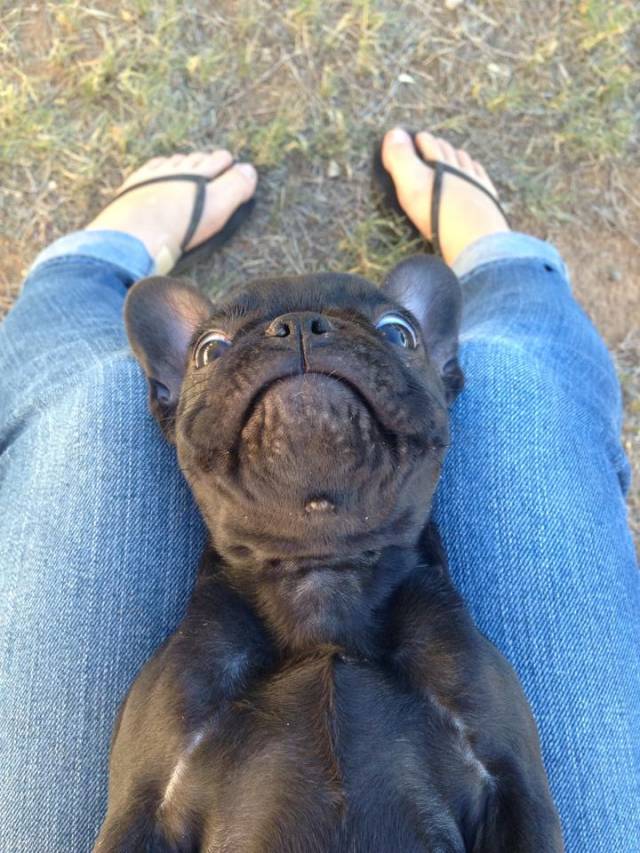 The lady my GF babysits for got a new puppy. Needless to say, she got a little distracted