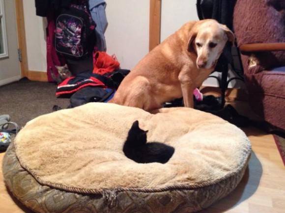 He’s been here about a week and at 9 weeks old, has managed a power move on the dogs bed.