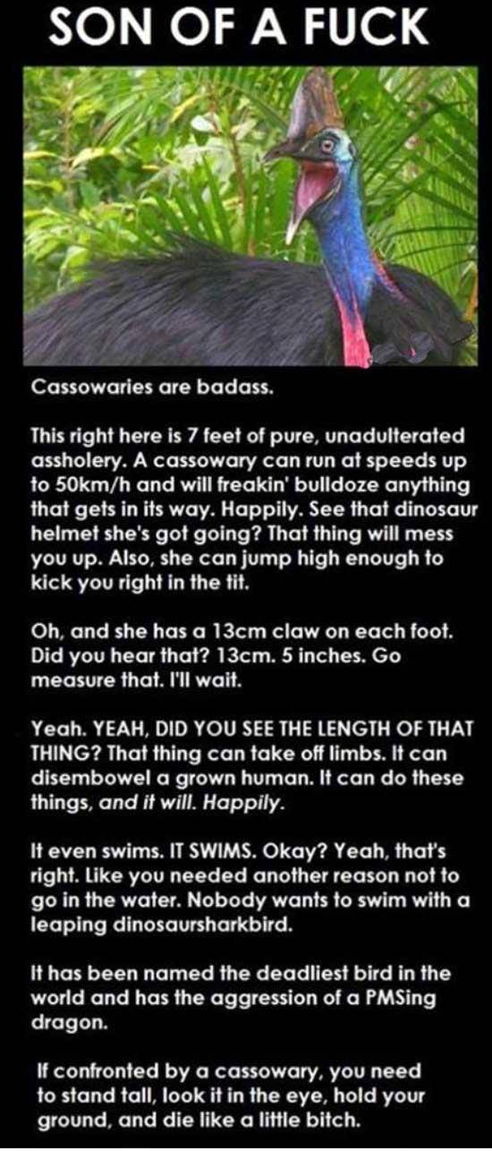 Cassowaries – Son of a f***!