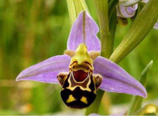 Happiest Orchid in the World