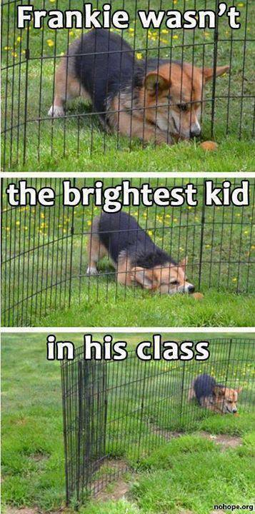 But oh, how he tries