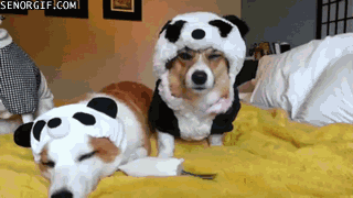 They are not amused