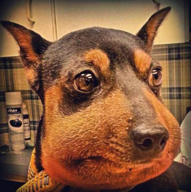 My wife's a vet tech and showed me this pic of Min Pin that came in with a severe allergic reaction!