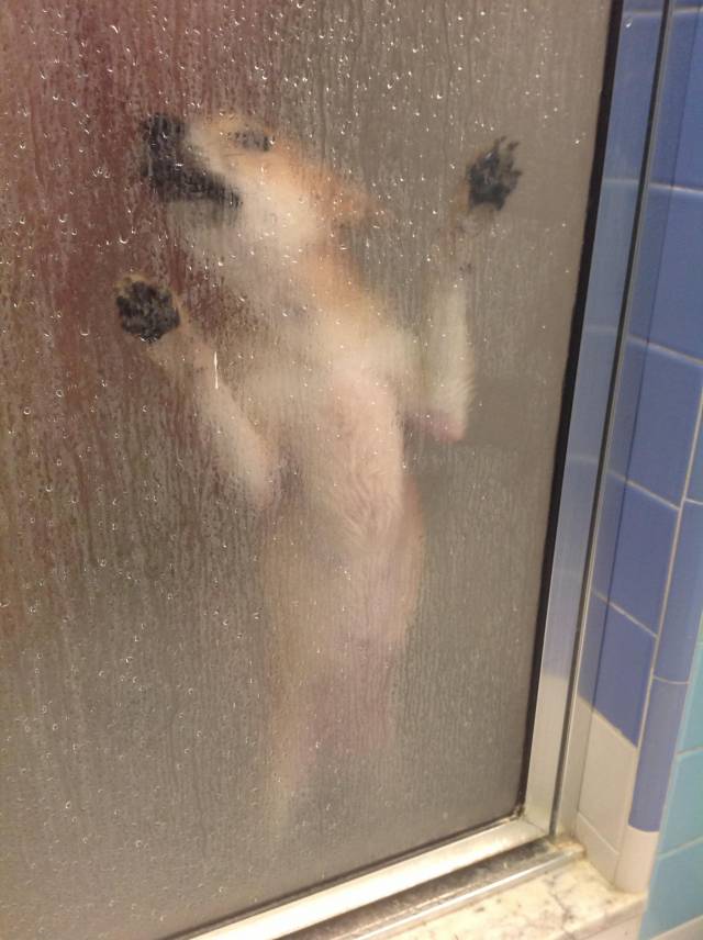 My puppy followed me into the shower and immediately regretted her decision.