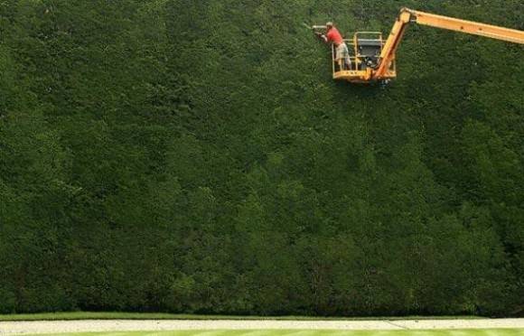 This hedge was planted nearly 300 years ago and is 50ft tall