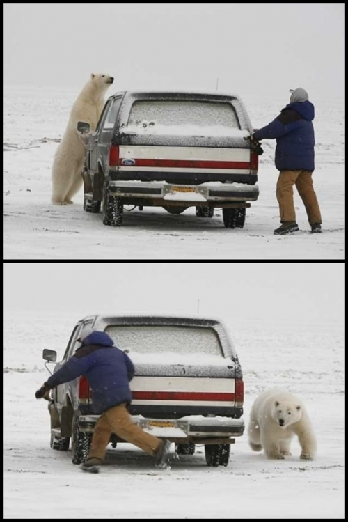 Just playing tag with a polar bear. That is all.