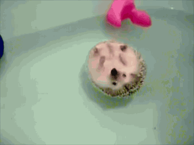 Here's a GIF of a Hedgehog swimming in circles to cheer you up.