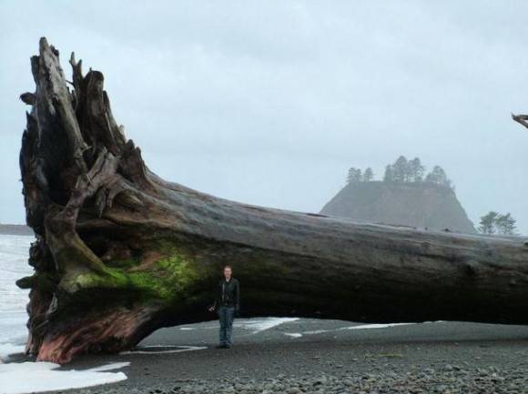 A piece of driftwood on a beach in Washington.