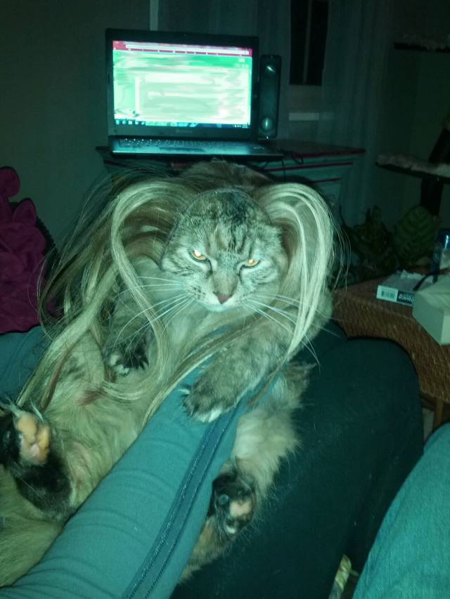 My girlfriend put her hair extensions on her cat. It was less than thrilled.