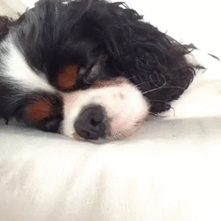 How To Wake Up Your Dog