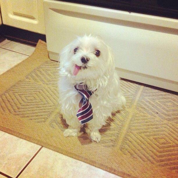 Embrace the derp. Be the derp.
