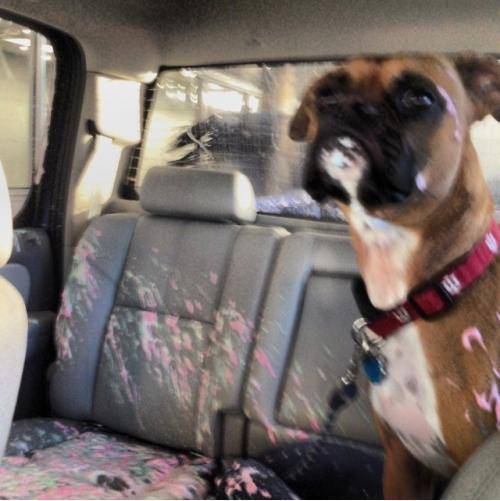 My dog opened the window during a car wash