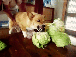 f*ck YOU CABBAGE
