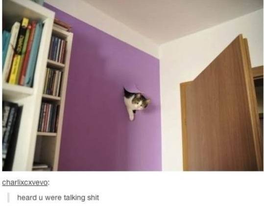 The cat knows.