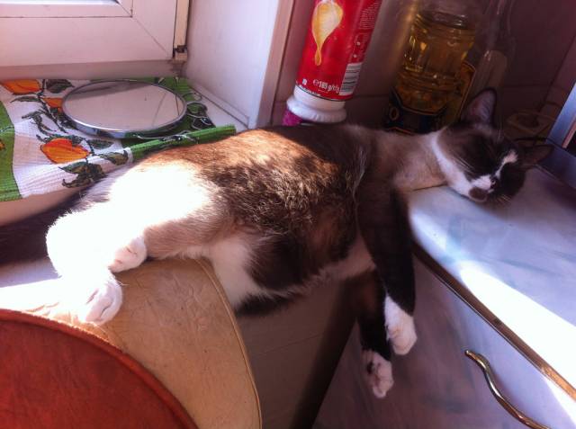 Gravity can wait, I will take my nap now!