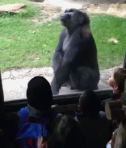 Oh so you want to challenge me from behind the glass do you?