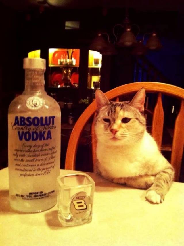 So my friends cat sits like this at tables and bars.