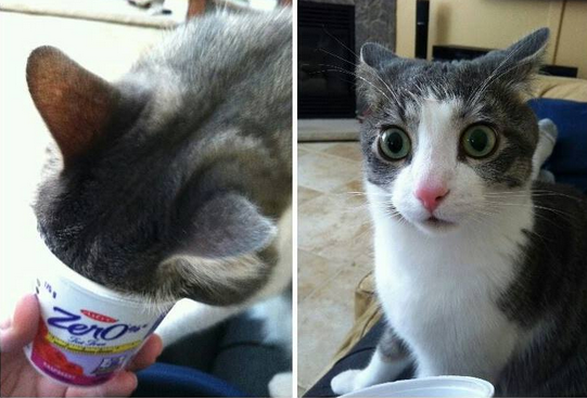 This cat looks like it just found the answers to every question in the known universe in a tub of yogurt