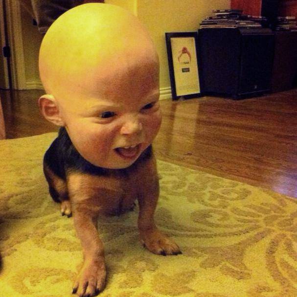 I put a Halloween mask on my dog.