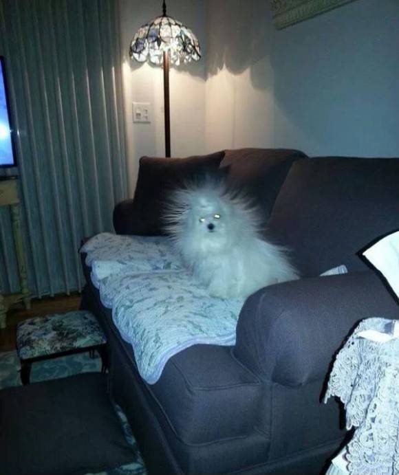 This dry Chicago winter is really taking a toll on my friend's dog