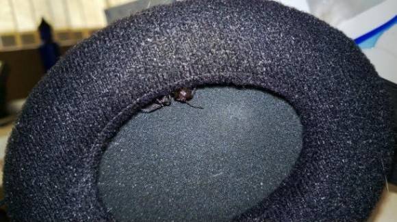 A headphone user’s worst nightmare.
