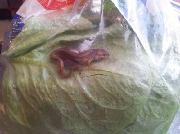 Got a free newt with my Tesco lettuce