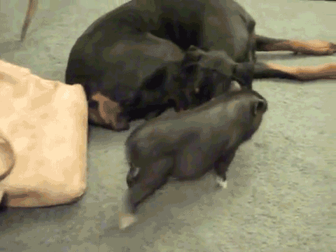 Porkour