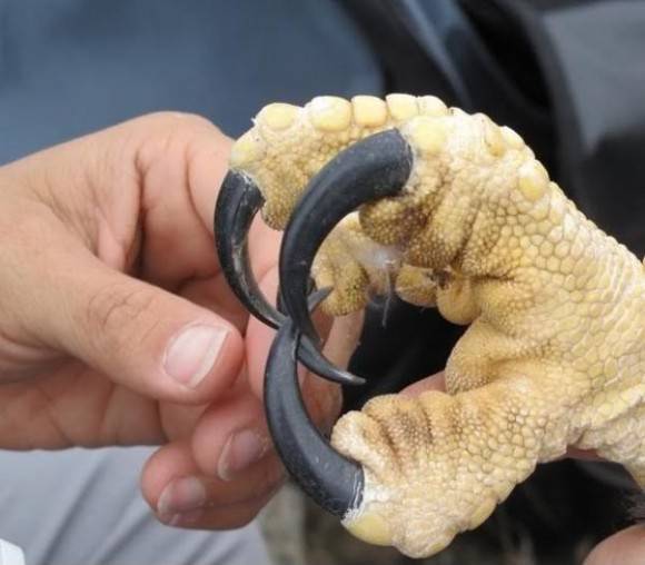 Ever wonder how big an eagle talon is?