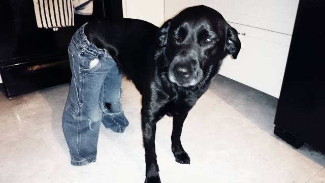 I put my toddler's jeans on my dog.
