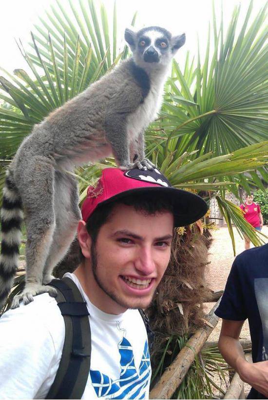 When my friend visited a local zoo , this Ring-tailed lemur couldn't hold it.