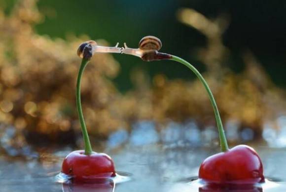 Snails kiss on cherries