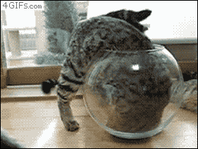 Just needs a little help with his tail.