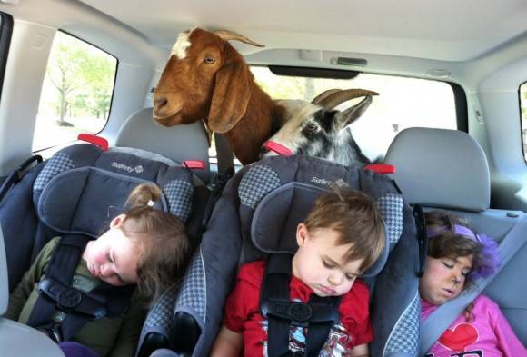 oh look humans.. sleepy humans