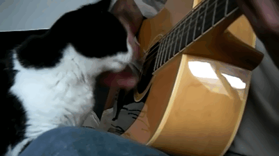 Pet me, you stupid f*ck