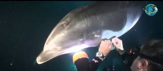Dolphin asks diver for help, diver lends a hand
