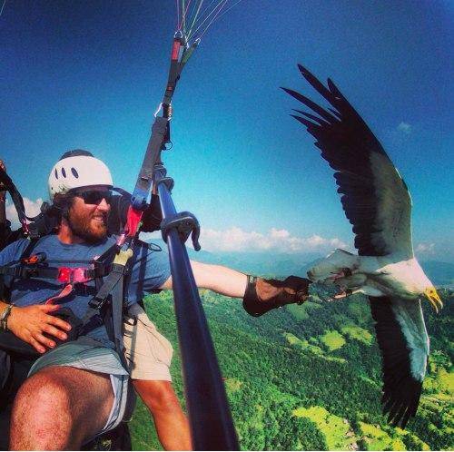 Playing with the bald eagle