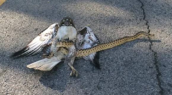 Hawk and a snake got tangled, dropped from the sky.