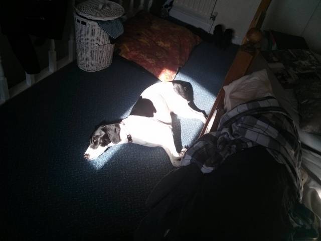 Tactical Sunbather