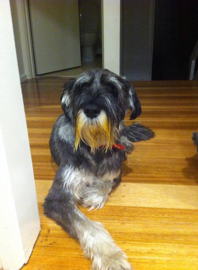I asked Zeus multiple times what happened to the pasta sauce. He is yet to confess.