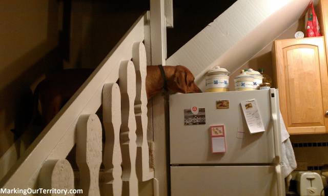 Once again, I was outsmarted by my dog