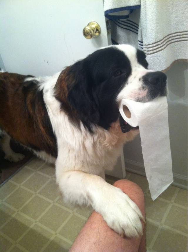 Oh your dog guards you while poop?...... thats cute.