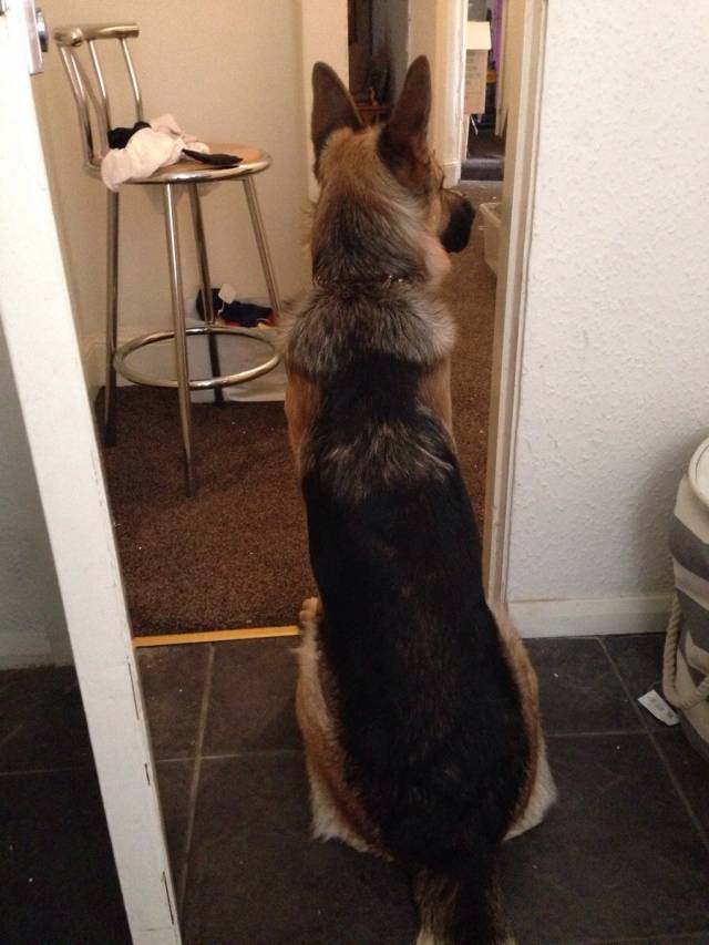 If I forget to lock the door. My dog barges in and guards me whilst I poop