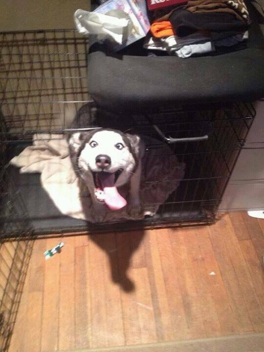 'Wanna' go for a walk?'