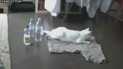 Cats are such graceful creatures.