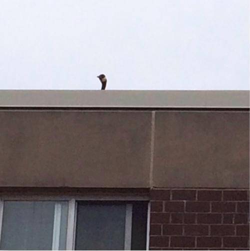 This little sh*t sits up there and honks at everyone below