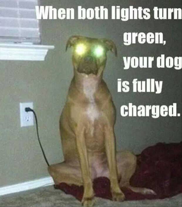 The dog park really drains my battery life.