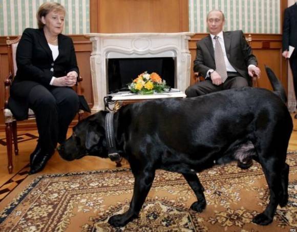 German Chancellor, Angela Merkel has a known fear of dogs. Well guess who Vladimir Putin brings with him every time she visits him.