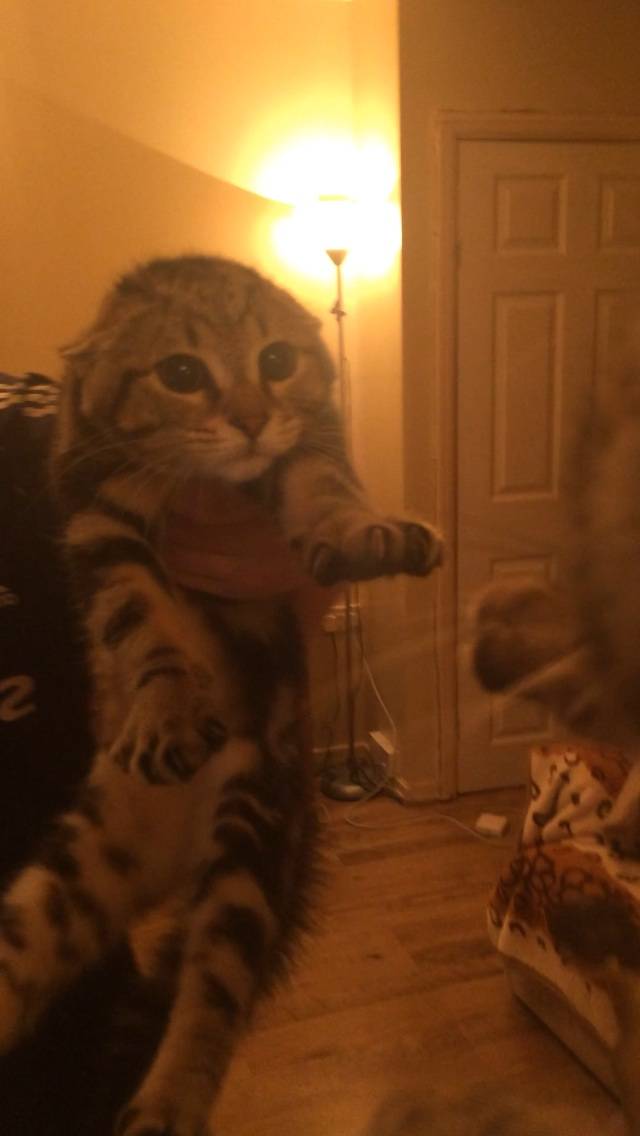 My cat is petrified of his own reflection.