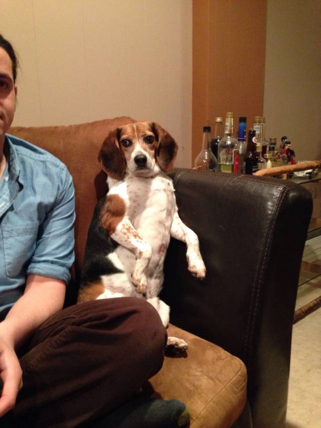 My roommates dog sits like this anytime we play ps3.